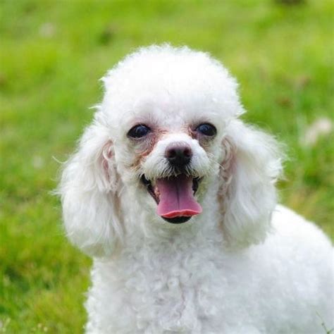 10 Haircuts for Poodles - With Styles and Pictures