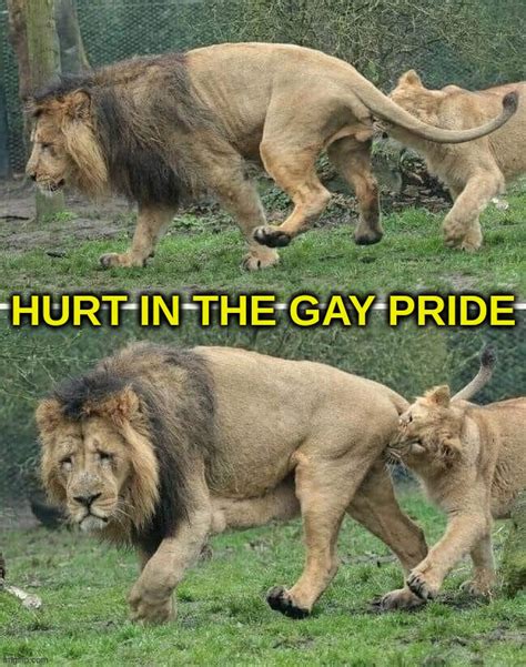 Hurt In The Gay Pride - Imgflip