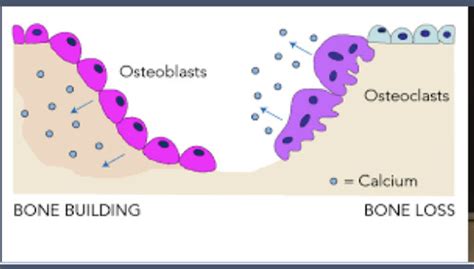 Parathyroid disorders & hyper & hypocalcemia Flashcards | Quizlet