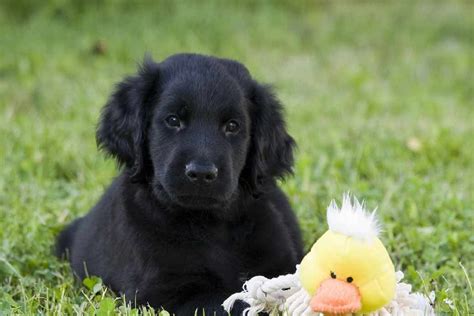 Flat Coated Retriever | Dog Breeds Facts, Advice & Pictures | Mypetzilla UK