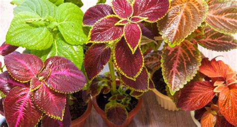 Growing Coleus Indoors: Is Coleus a Good Indoor Plant 2024