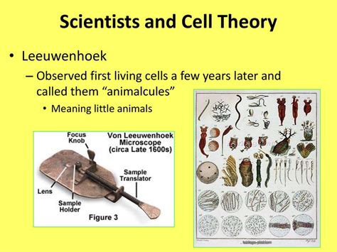 Cell Theory. - ppt download