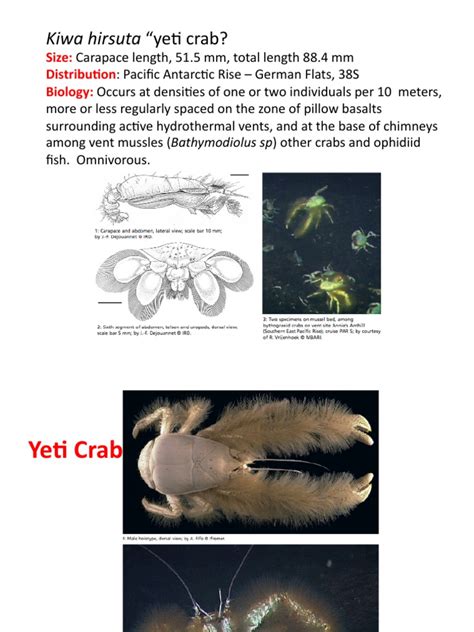 Kiwa Hirsuta "Ye$ Crab?: Size: Distribu, On Biology | Download Free PDF | Abiogenesis ...