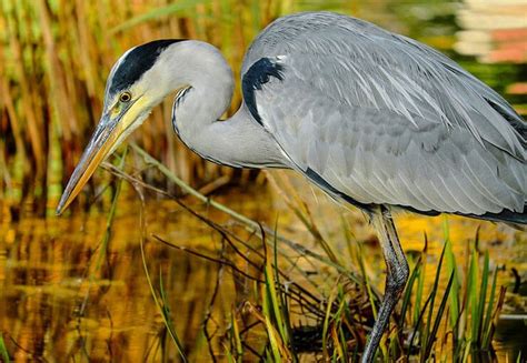 Wading Through Wetlands With The Grey Heron