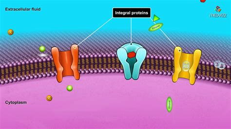 Cell Membrane Cartoon : Insert channels in a membrane and see what happens. - Punch Wallpaper