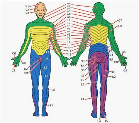 Dermatomes ~ Nursing