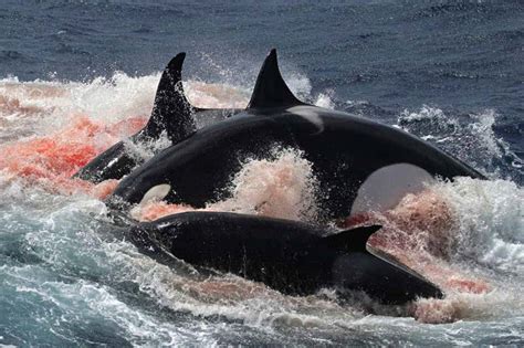 Orcas seen hunting and killing rare whales for the first time | New Scientist