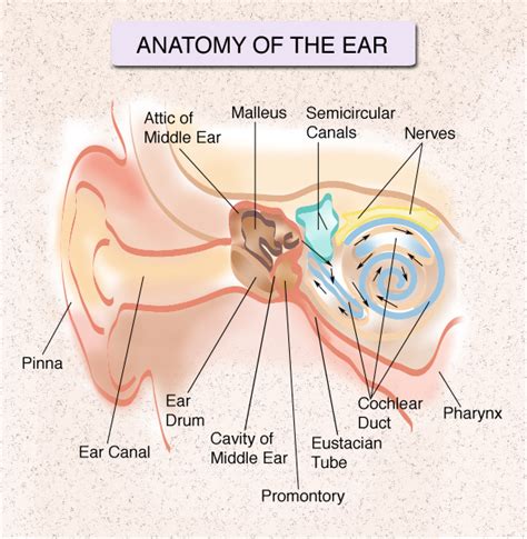 Ear Nose Throat Doctor NYC: Specialists at the NY Hearing Center