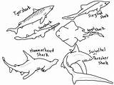 Hammerhead Shark Coloring Pages Free  Home sketch template