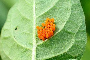 Colorado Potato Beetle Eggs - Allied Cooperative