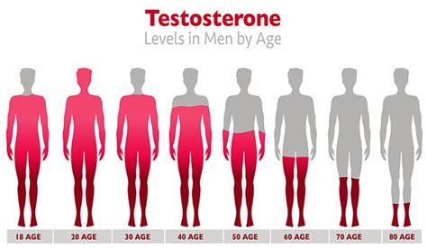 A Breakdown of Testosterone Levels by Age Genesys Men's Health