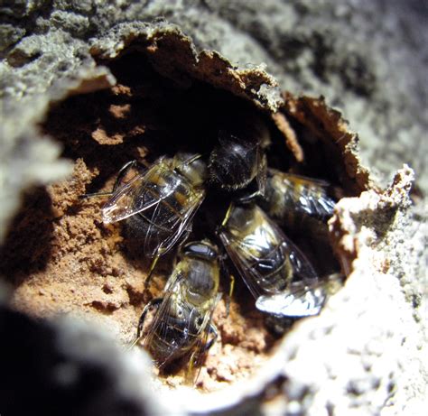 Newhaven Wildlife: Butterflies and moths overwintering in the Newhaven Fort tunnels