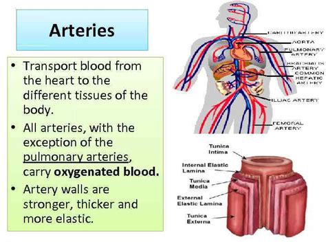 Human Circulatory system HCS Heart and blood