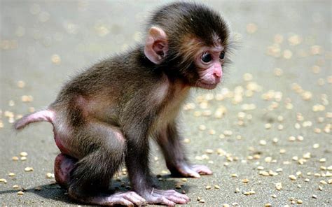 Baby Monkey, Cute, primate, Baby, Animal, Monkey, HD wallpaper | Peakpx