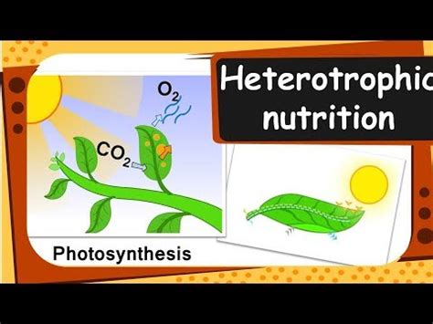 What Is The Heterotrophic Nutrition – Runners High Nutrition