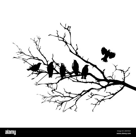 Birds on a branch. Vector illustration Stock Vector Image & Art - Alamy