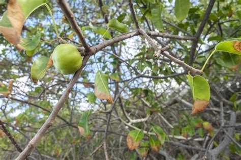 Manchineel Stock Photos, Royalty Free Manchineel Images | Depositphotos