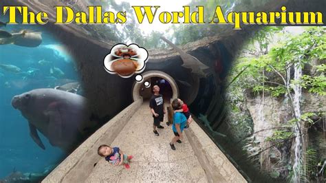 When visiting Dallas, The Dallas World Aquarium is a "MUST DO" | Full Tour - YouTube