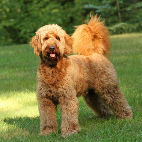 Mini Goldendoodle Full Grown | Mini Goldendoodle