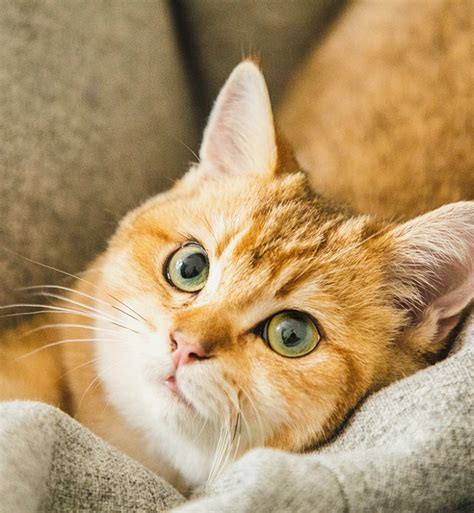 15 Orange Cat Breeds You Should Know – PureWow