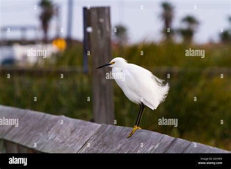 Snowy egret in natural habitat on South Padre Island, TX Stock Photo - Alamy