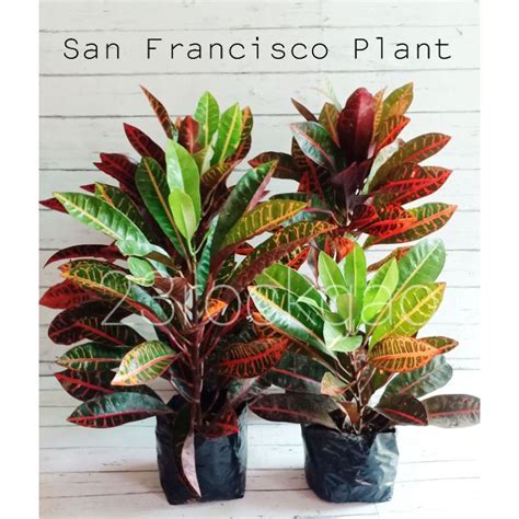 San Francisco/ Croton Plant (Live Plant) | Shopee Philippines