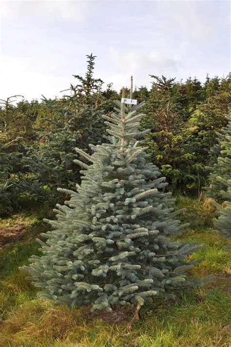 Freshly Cut Blue Spruce - Send Me a Christmas Tree