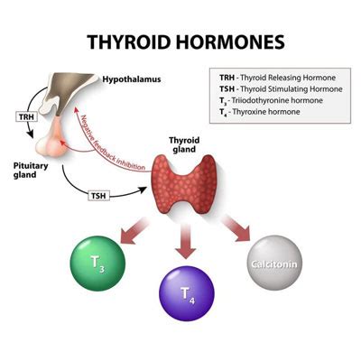 Thyrotropin Hormone: History, Function, Clinical Significance