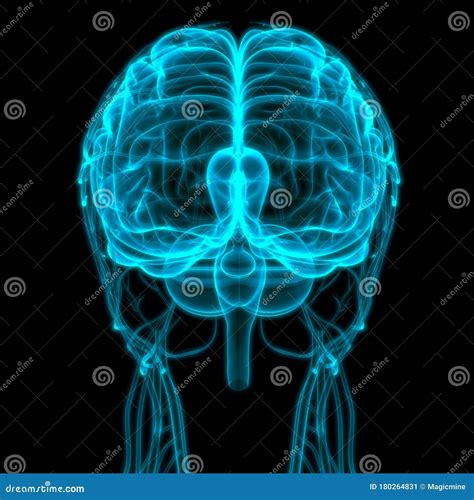 Central Organ of Human Nervous System Brain Anatomy Stock Illustration - Illustration of ...