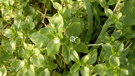 Chickweed – Identification, Edibility, Distribution – Galloway Wild Foods