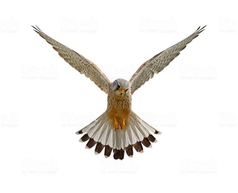 Hovering Common Kestrel Stock Photo & More Pictures of Animal | iStock More Pictures, Animal ...