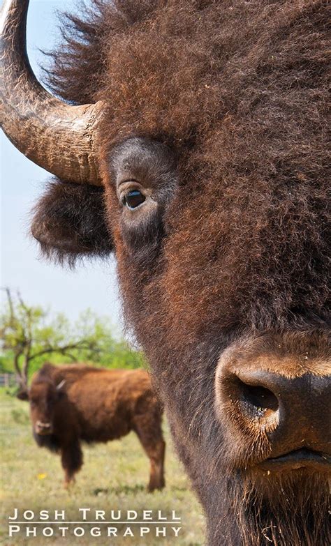 Texas Parks and Wildlife Photo Contest Finalist!