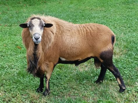 Barbados Blackbelly | Maryland Sheep and Wool Festival