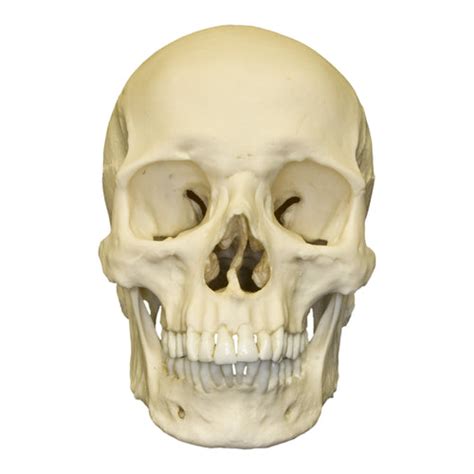 Replica Human Male European / Caucasian Skull For Sale – Skulls Unlimited International, Inc.
