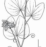 Amazon Rainforest Coloring Pages At GetDrawings  Free Download sketch template