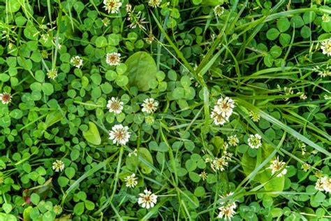 How to remove White Clover from your lawn | myhomeTURF