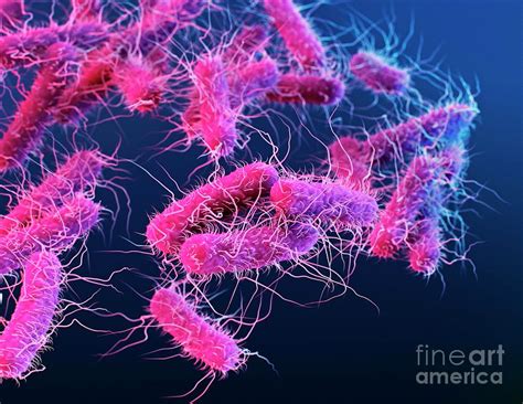 Enterobacteriaceae Bacteria Photograph by Alissa Eckert/science Photo Library - Pixels