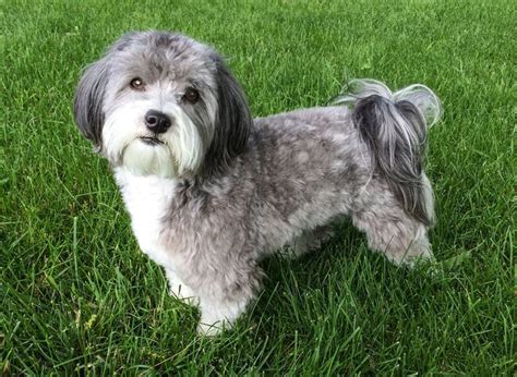 The perfect Havanese haircut. | Havanese grooming, Havanese, Havanese ...