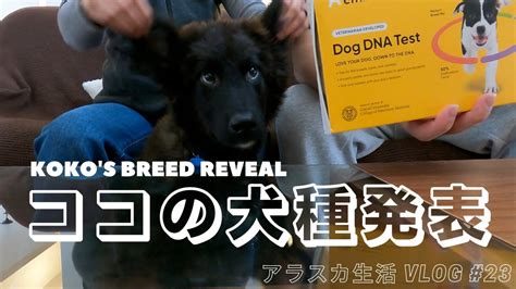 ENG/日【Life in Alaska #23】Koko's breed reveal | VLOG - YouTube