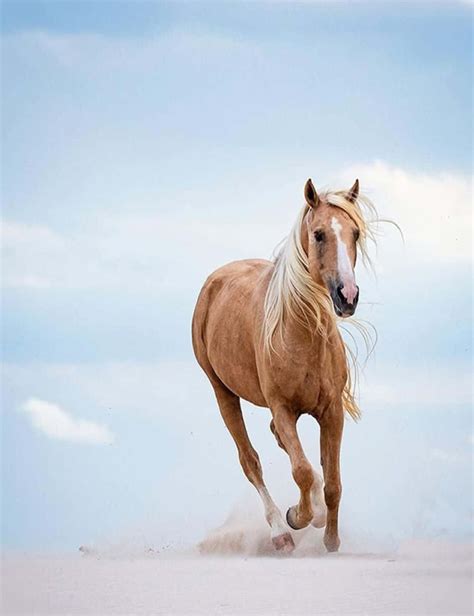 [100+] Palomino Horse Pictures | Wallpapers.com