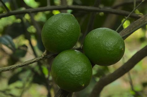 Green lemon on the tree after rain in Indonesia 15126119 Stock Photo at Vecteezy