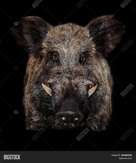 Wild Boar Head Tusks Image & Photo (Free Trial) | Bigstock