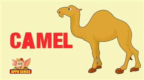 Interesting Facts About The Arabian Camel - The dromedary camel, also known as the arabian camel ...