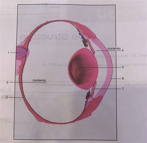 eye under microscope Diagram | Quizlet