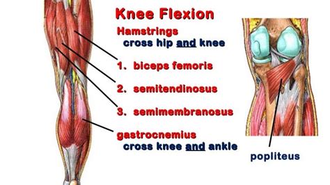 01. knee anatomy