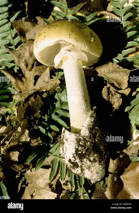 Death cap (Amanita phalloides), Amanitaceae Stock Photo - Alamy