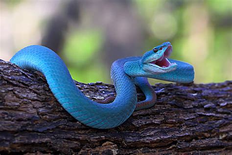 2,756 BEST Blue Viper Snake IMAGES, STOCK PHOTOS & VECTORS | Adobe Stock