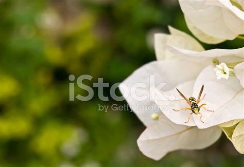 Hymenoptera Apocrita Stock Photo | Royalty-Free | FreeImages