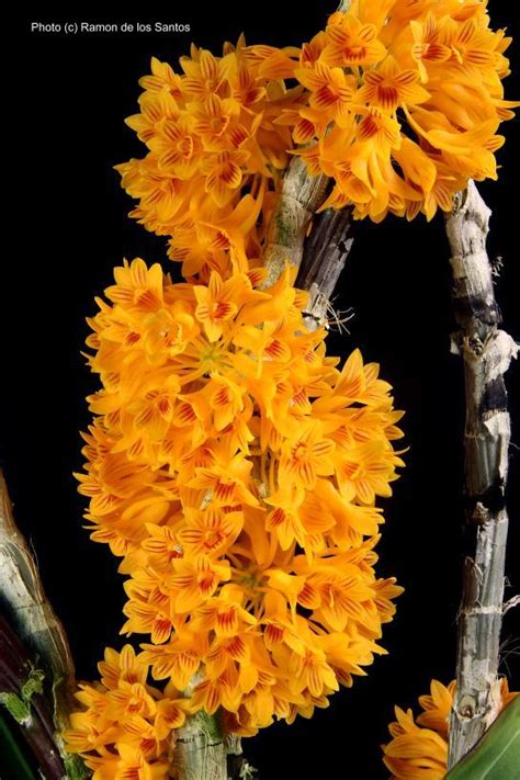 Dendrobium bullenianum ‘Joan’ species – California Sierra Nevada Judging Center