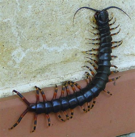 Amazonian giant centipede - CreationWiki, the encyclopedia of creation science